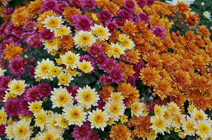 flores, variedad de color, mamás, flores, plantas, jardín, colorido