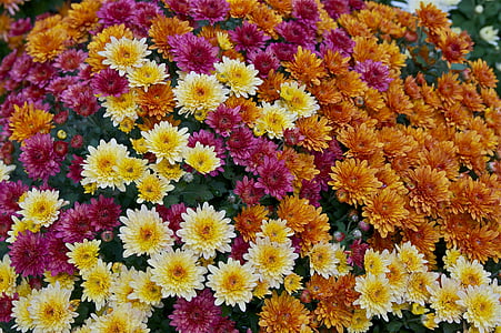 flowers, color variety, mums, floral, plants, garden, colorful