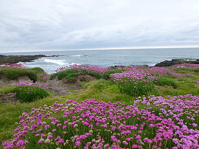 virágok, rózsaszín, óceán, yachats oregon, Csendes-óceán partján, felhők, tengerpart