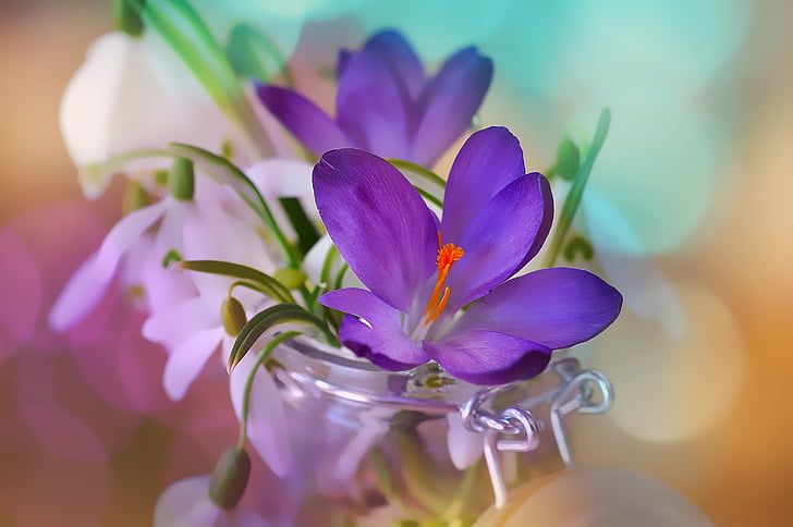 crocus, snowdrop, lily of the valley, white, purple, violet, flower