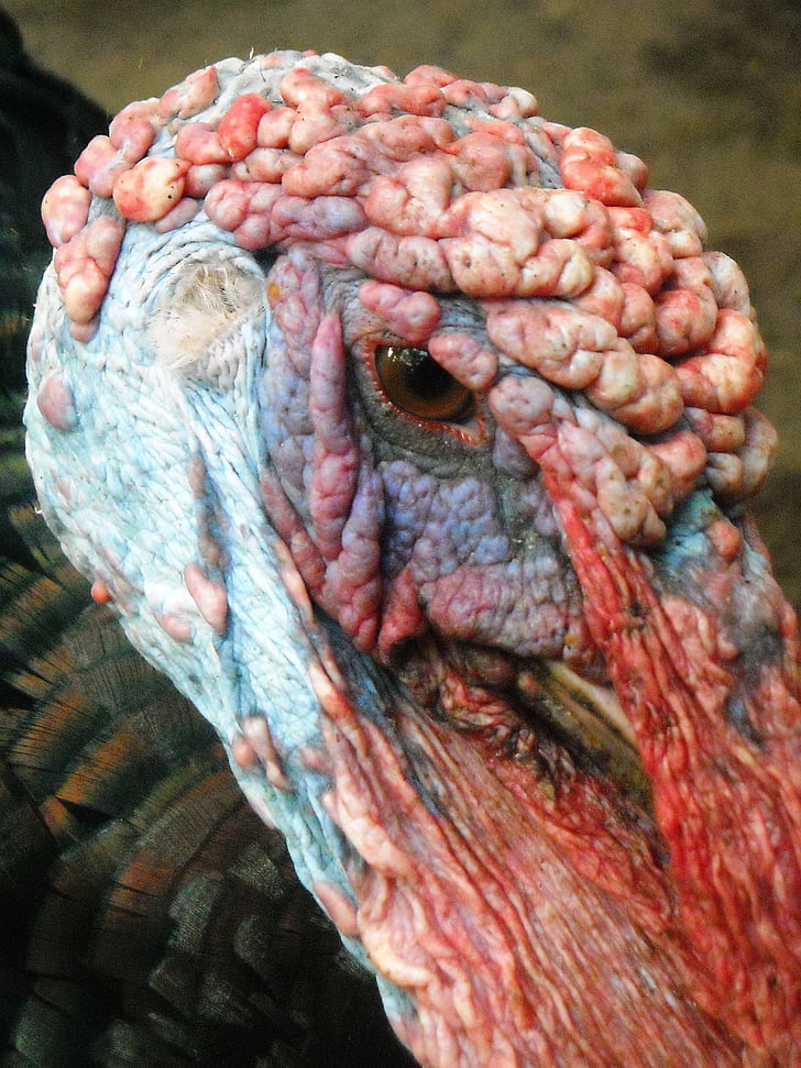 head, chicken, turkey, males, poultry