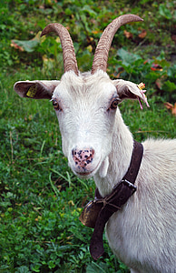goat, animal, austria, the alps, buck, horns, coat