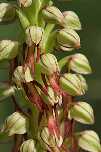 aceras antropophorum, Hoa, chỗ, Thiên nhiên, thực vật, lá
