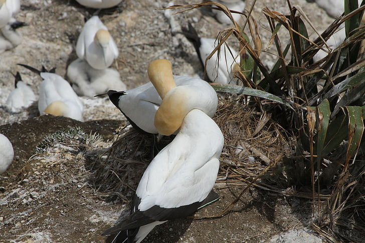 murawai, gannet colony, sea, bird, coast, colony, gannet