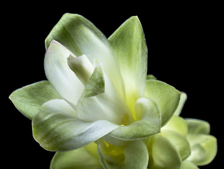 flower, blossom, bloom, white, green, close, petals