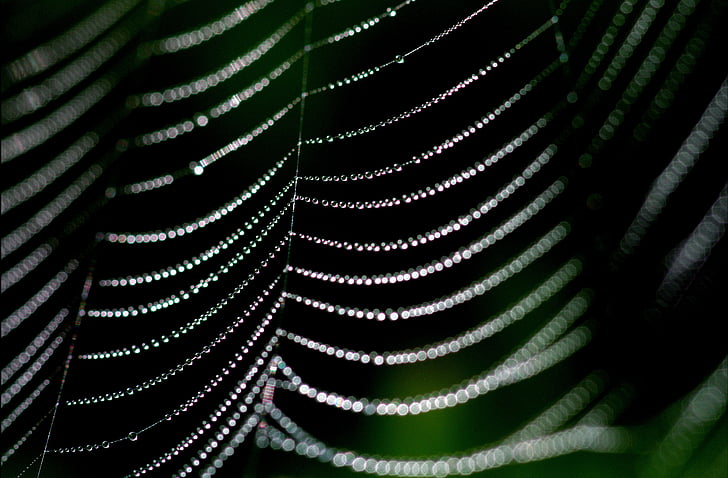 paukovu mrežu, Rosa, web, priroda, pauk, jutro, vode