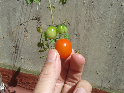 토마토, 정원, 클로즈업, 정원 채소, 야채, 수 분이 많은, 레드