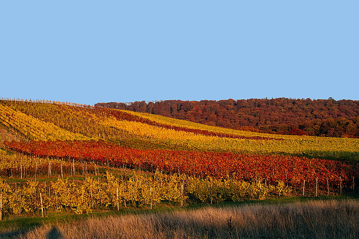 jeseni, vinograd, jesensko razpoloženje, padec barve, Jesenske barve, zlata ura, listov vinske trte