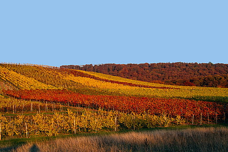 rudens, vīna dārzu, rudens noskaņu, rudens krāsu, rudens krāsas, zelta stundā, vīnogulāju lapām