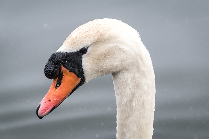 white, duck, swan, bird, beak, neck, animal