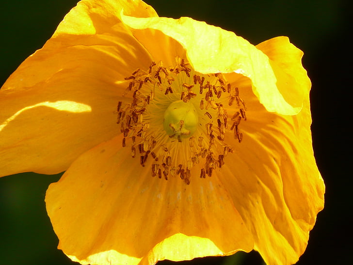 papavero di Islanda, papavero, fiore, pianta, luce posteriore, arancio, Blossom
