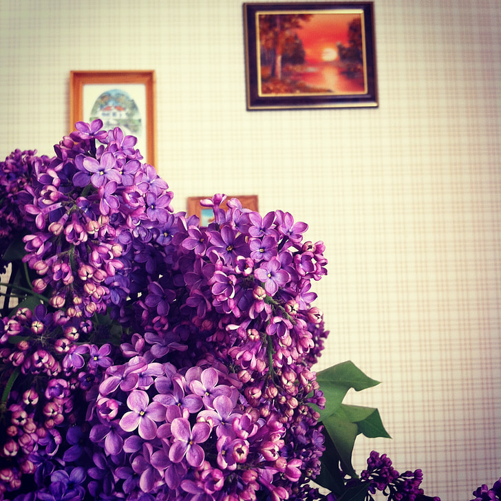 fleurs, lilas, printemps, plante, Bloom, fleurs violettes, Purple