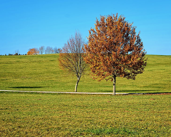 musim gugur, pemandangan, pohon, padang rumput, bidang, alam, ben10 emas