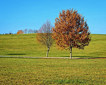 podzim, krajina, stromy, louka, pole, Příroda, zlatý podzim