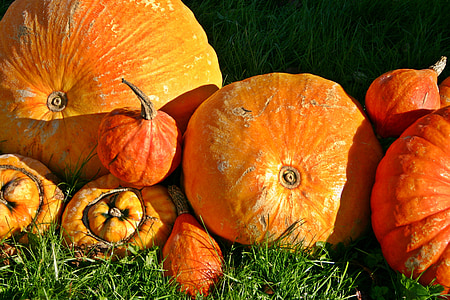 labu, Orange, musim gugur, festival panen, Halloween, panen, buah