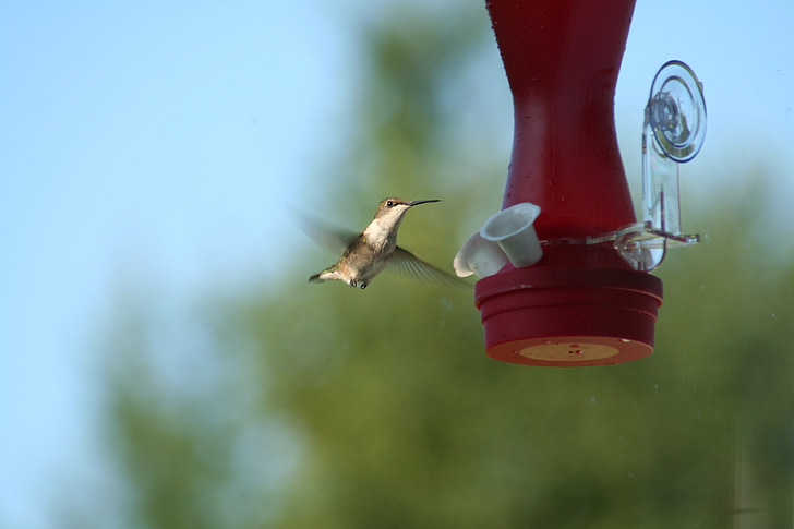 Hummingbird, fuglen, drikking, vann, fly, vinduet, natur