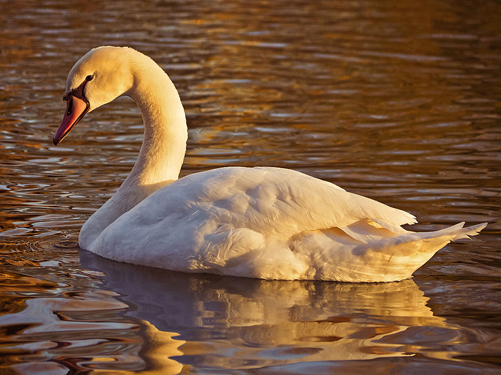 swan, bird, animal, waters, white, lake, nature