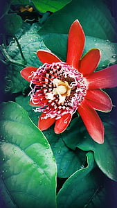 Passion flower, Linda, dinamiskas sarkans