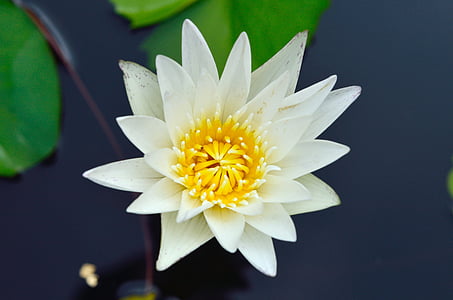 Lotus, anlegget, dammen, vann, blomster, blomst, petal