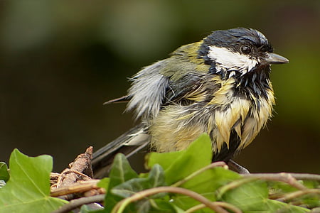 tit, bird, small, young, foraging, garden, nature