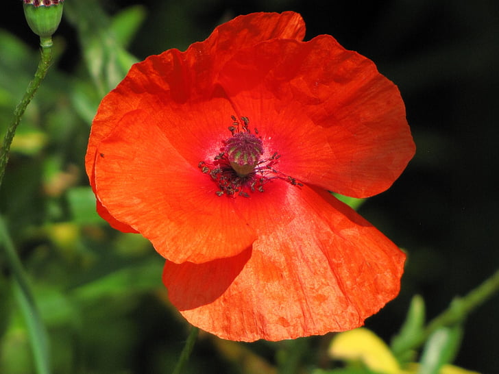 poppy, flower, red, floral, plant, color, wild