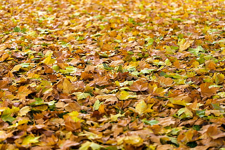 podzim, listy, na podzim, pozadí, na podzim listy, na podzim listy pozadí, Příroda
