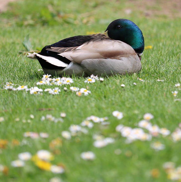 патица, зеленоглава патица, трева, цветя, птица, водолюбивите птици, мъжки