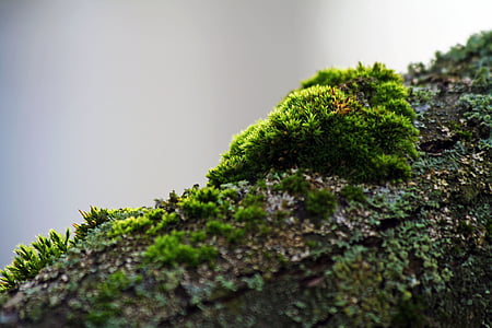 Moss, Filiala, verde, scoarţă de copac, toamna