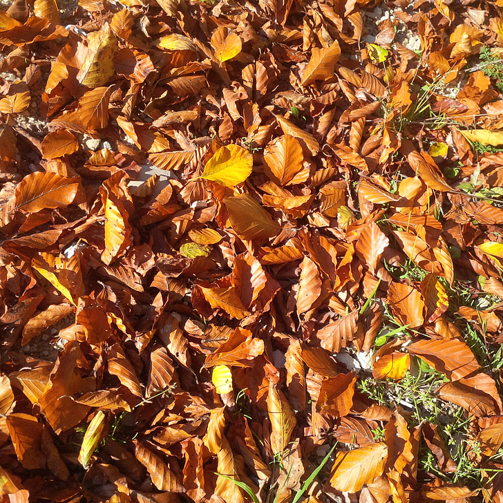 ősz, fa, arany ősz, hangulat, fa őszi, levelek, Sky