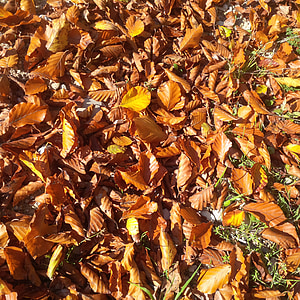 autumn, tree, golden autumn, mood, tree in the fall, leaves, sky