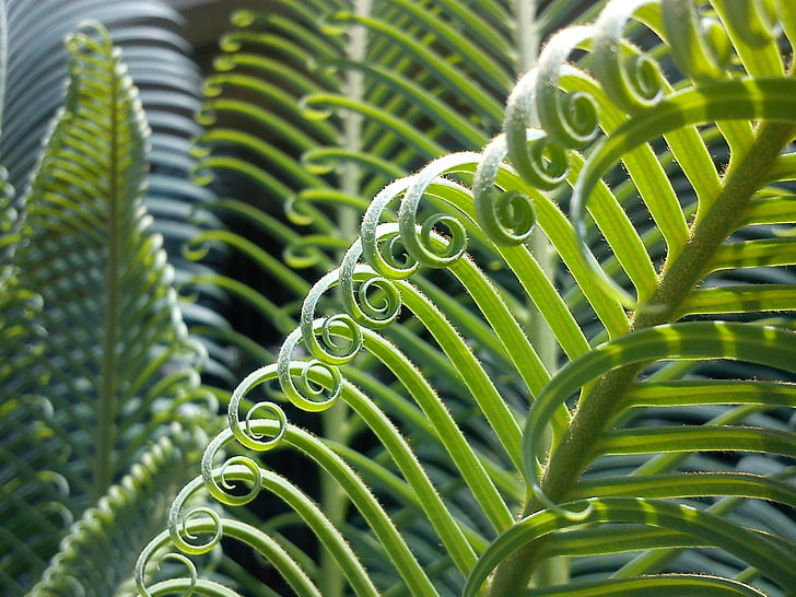 Closeup, photographie, fougère, plante, en journée, vert, Palma