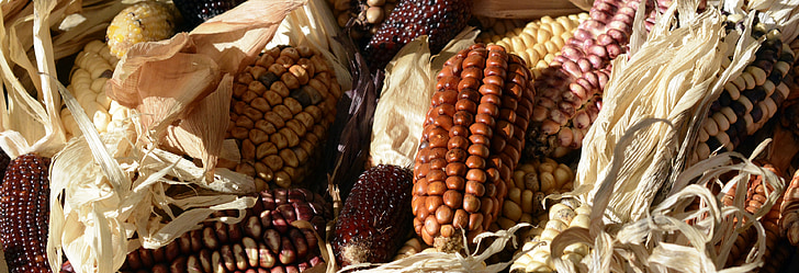 ornamental corn, corn, corn on the cob, cereals, wine red, agriculture, yellow
