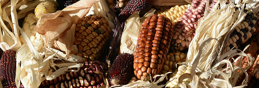 dekoratīvo kukurūzas, kukurūza, Corn par vālīšu, graudaugi, vīna sarkana, lauksaimniecība, dzeltena