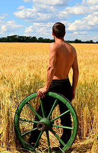 giovani uomini, carrelli di contadino, grano, luce del sole, estate, campo, pianta del cereale