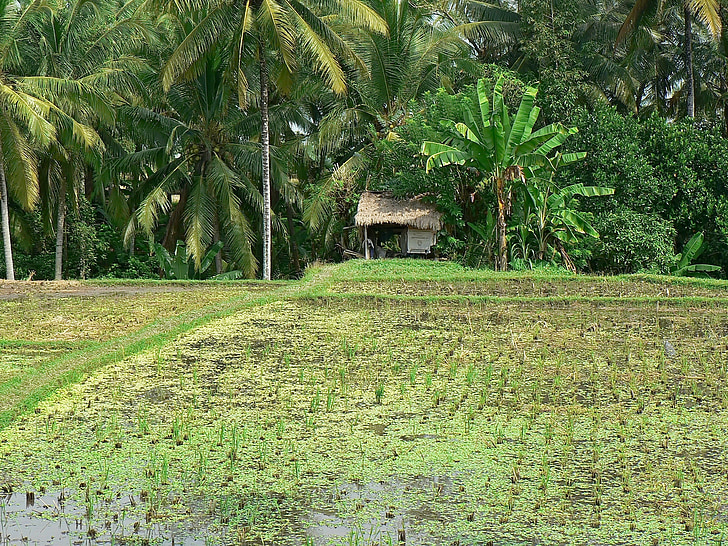 Indonēzija, Bali, rīsi, ainava, lauksaimniecības, lauksaimniecība, lauku