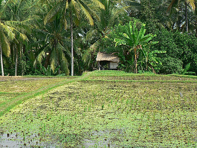 Indonésia, Bali, arroz, paisagem, agrícolas, agricultura, rural