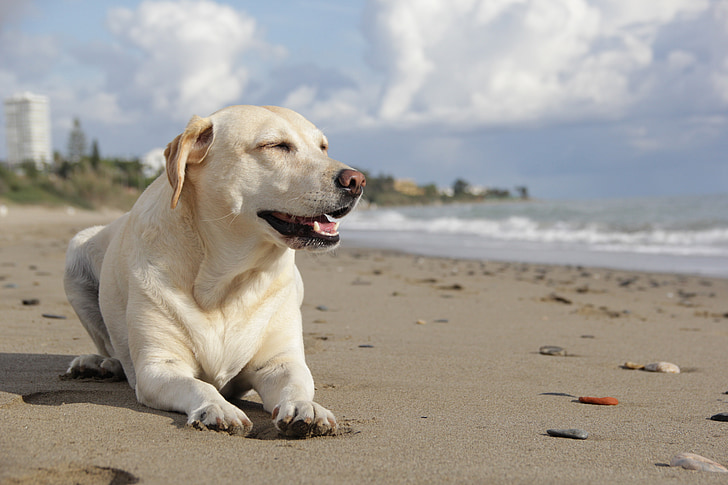 perro, Labrador, mascota, Playa, animal, animales de compañía, mar