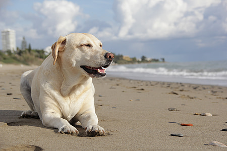 hond, Labrador, huisdier, strand, dier, huisdieren, zee