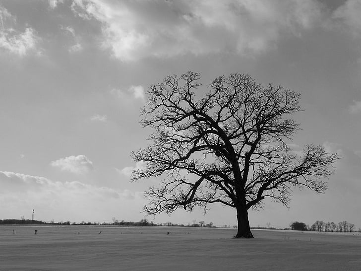 strom, pole, černá, bílá, osamělý, sám, jeden
