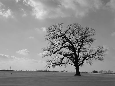 pohon, bidang, hitam, putih, kesepian, sendirian, salah satu
