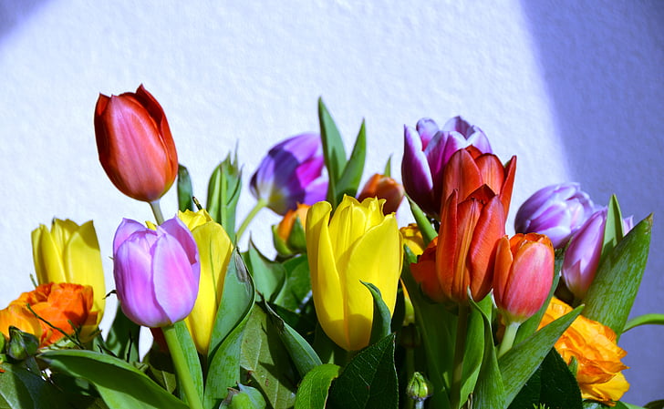 tulpes, laimīgs, fons, vasaras, ziedi, Holande, krāsains