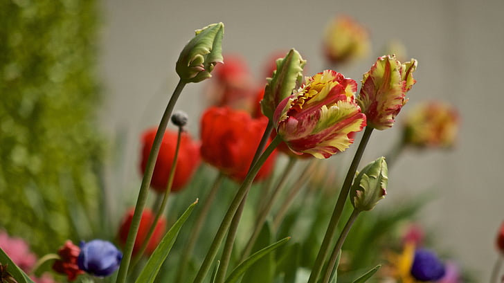 tulpės, pavasarį, gėlės, sodas, Gamta, gėlė, augalų