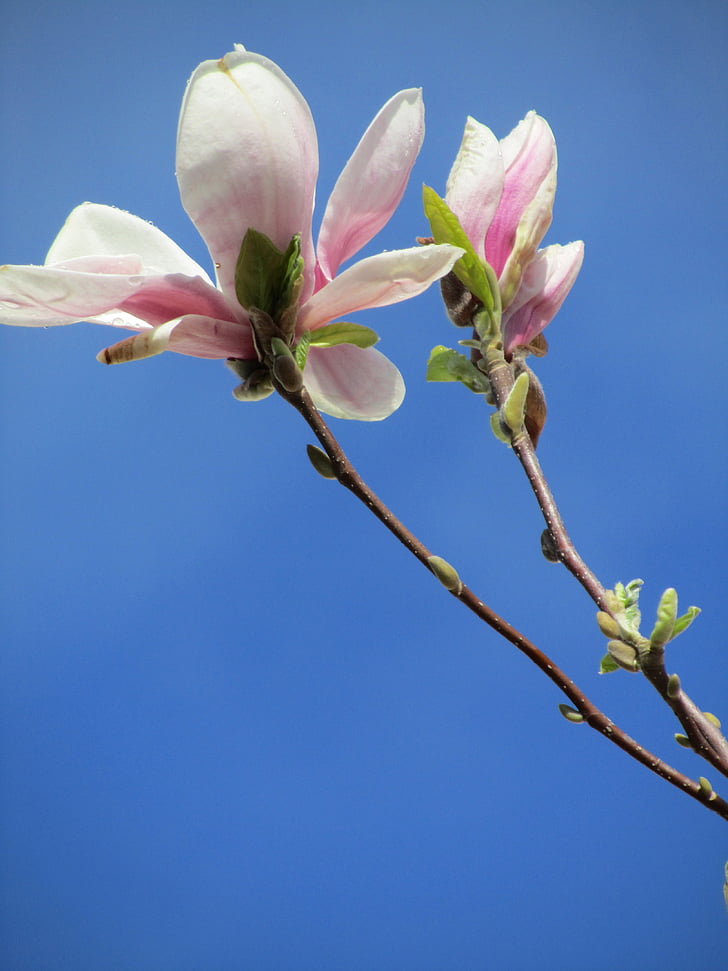 Magnolia, ružová, kvety