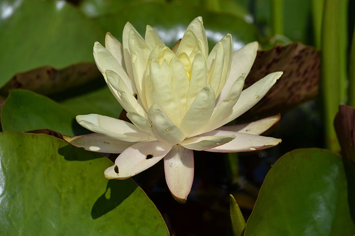 water lily, aquatic plant, lake rose, nature, blossom, bloom, white