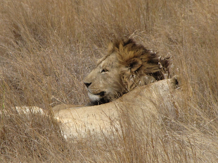 lõvi, täiskasvanu, mis asub, üles kasvanud, lõvi - kasside, Aafrika, Wildlife
