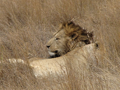 lejon, vuxen, liggande, vuxit upp, Lion - feline, Afrika, vilda djur