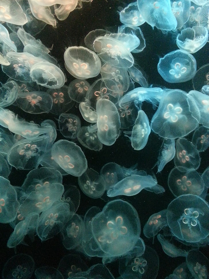 Светещи, медузи, желе риба, подводни, синьо, тъмно, аквариум