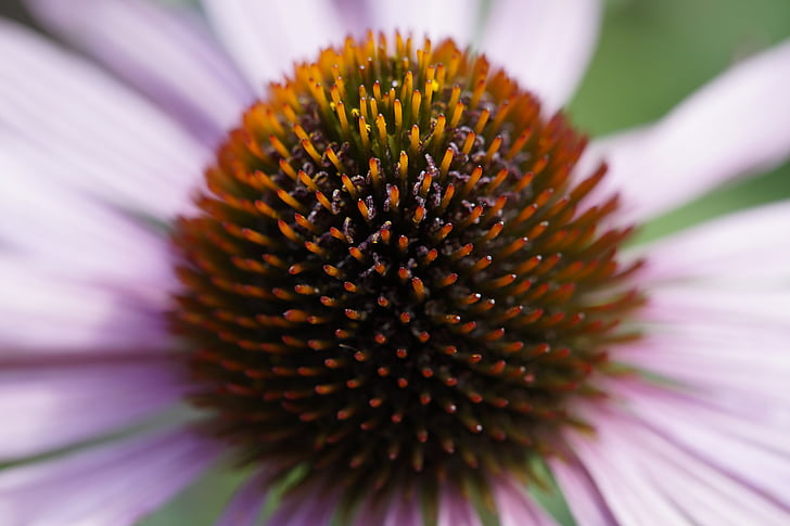 echinacea, detail, close, macro, middle, plant, blossom
