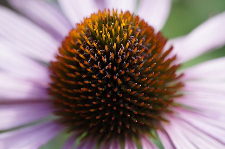 Echinacea, Detail, in der Nähe, Makro, Mitte, Anlage, Blüte