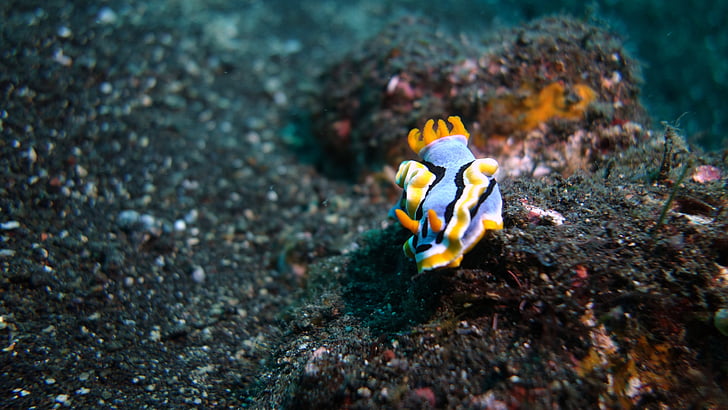 tenger meztelen csiga, ben Turán, Bali, víz alatti, tenger, állat, zátony
